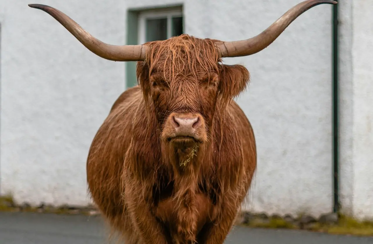 brown animal close-up photography